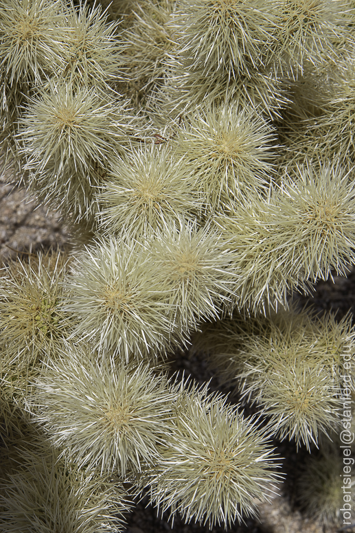 Joshua Tree National Park